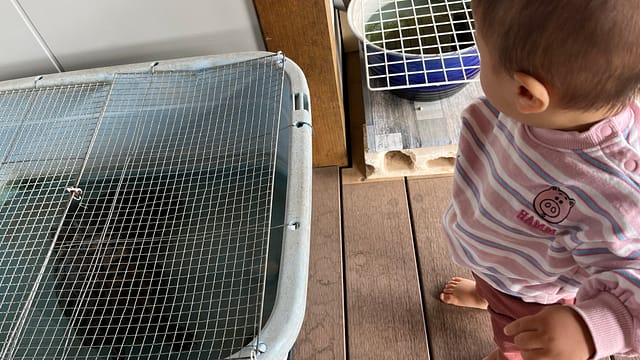 原市文化認定こども園の亀